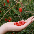 100% reiner roher Bio-Goji-Saft